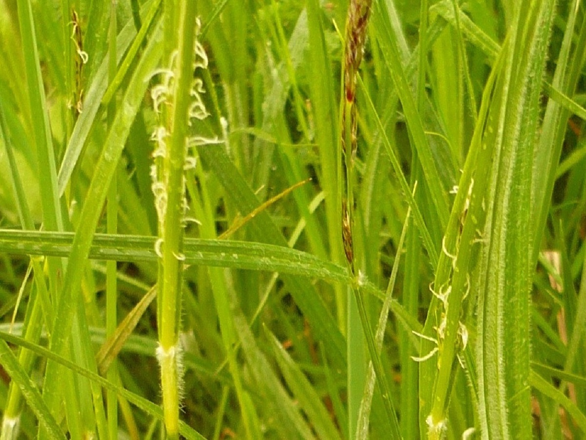 Carex hirta (Cyperaceae)